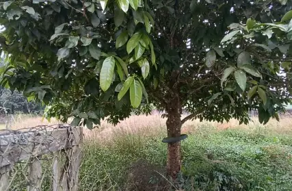Imagem: Terreno para Venda, Balneário Palmira