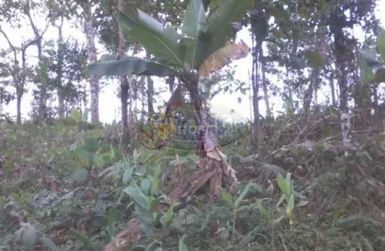Imagem: Terreno para Venda, Royal Park