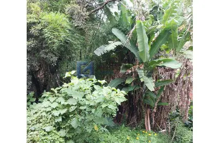 Imagem: Terreno para Venda, Jardim Santo Ignácio