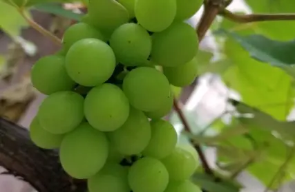 Imagem: Terreno para Venda, Vila Floresta