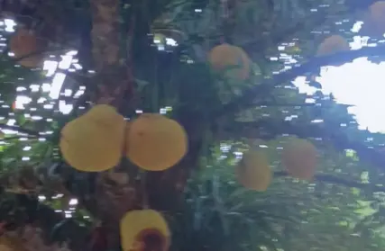 Imagem: Chácara / Sítio para Venda, Vila Loty