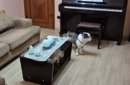 Imagem: Apartamento para Alugar, Vila Regente Feijó