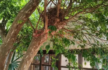 Imagem: Sobrado para Venda, Vila Mazzei