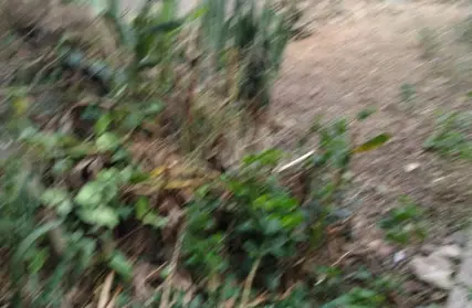 Imagem: Terreno para Venda, Vila Santos