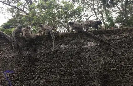 Imagem: Casa Térrea para Venda, Serra da Cantareira