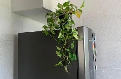 Imagem: Apartamento para Venda, Tremembé