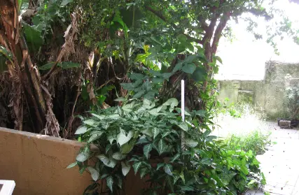 Imagem: Casa Térrea para Venda, Freguesia do Ó