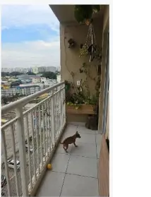 Imagem: Apartamento para Venda, Vila Palmeiras