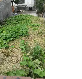 Imagem: Terreno para Venda, Vila Nova Mazzei