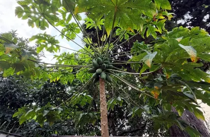 Imagem: Condomínio Fechado para Venda, Vila Leonor