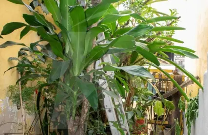 Imagem: Casa Térrea para Alugar, Imirim