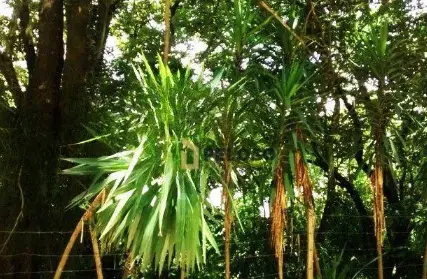 Imagem: Terreno para Venda, Vila Irmãos Arnoni