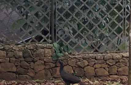 Imagem: Casa Térrea para Alugar, Serra da Cantareira