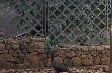 Imagem: Casa Térrea para Alugar, Serra da Cantareira