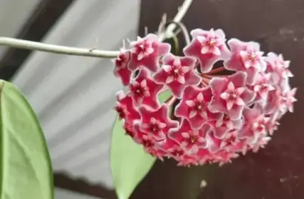 Imagem: Sobrado para Venda, Vila Santa Terezinha (ZN)