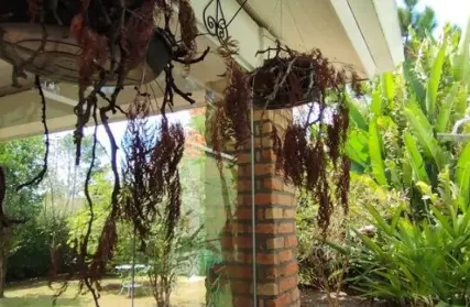 Imagem: Sobrado para Alugar, Bosque do Vianna