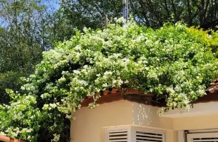 Imagem: Sobrado para Alugar, Jardim Olympia