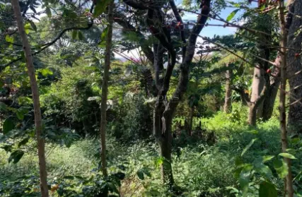 Imagem: Terreno para Venda, Vila Clarice