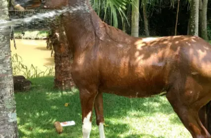 Imagem: Casa Térrea para Venda, Bela Vista