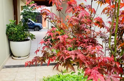 Imagem: Casa Térrea para Venda, Planalto Paulista