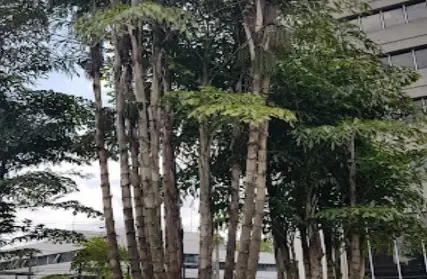 Imagem: Sala Comercial para Alugar, Chácara Santo Antônio (ZS)