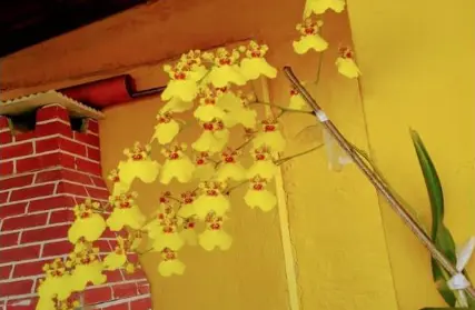 Imagem: Sobrado para Venda, Parque Rebouças